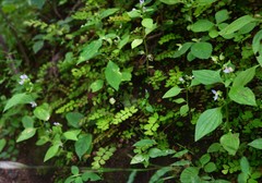 Exacum petiolare