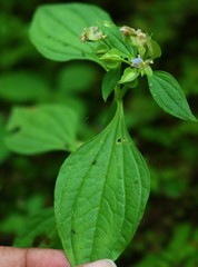 Exacum petiolare
