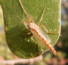 Chironomus crassicaudatus