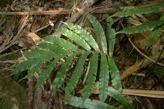 Blechnum vieillardii