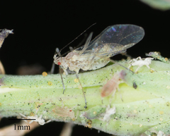 Acyrthosiphon lactucae