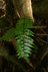 Arthropteris neocaledonica