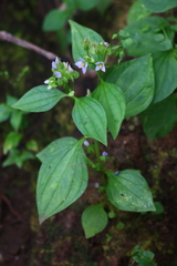 Exacum petiolare