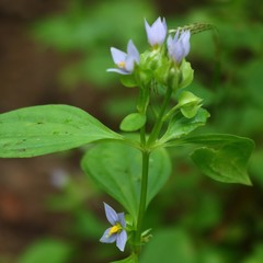 Exacum petiolare