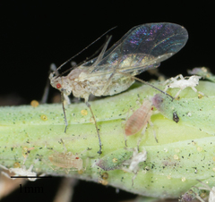 Acyrthosiphon lactucae