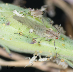 Acyrthosiphon lactucae