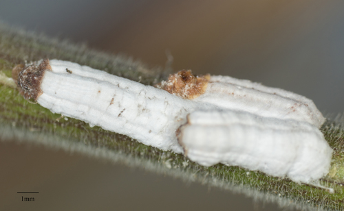 Cottony Camellia Scale