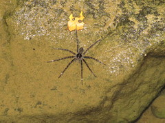 Dolomedes mizhoanus
