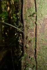 Arthropteris neocaledonica