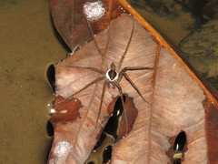 Dolomedes mizhoanus