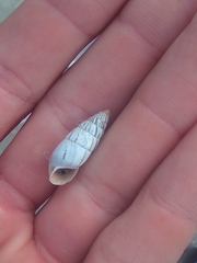 Brephulopsis cylindrica