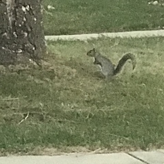 Sciurus carolinensis