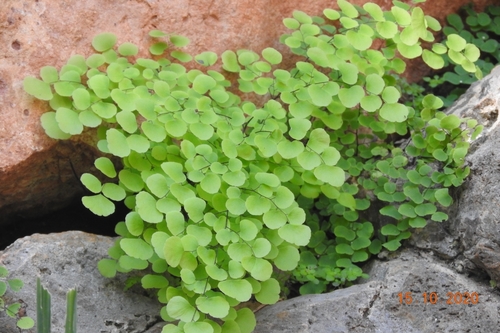 cilantrillo