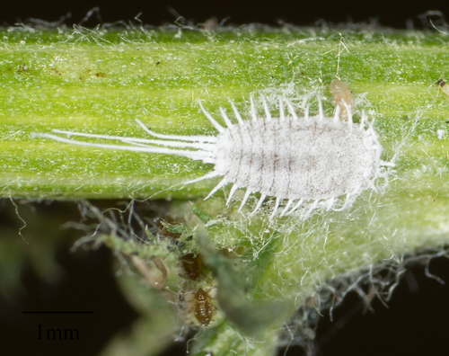 long tailed mealybug