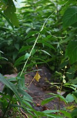 Crotalaria leptostachya