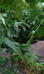 Crotalaria leptostachya