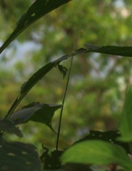Crotalaria leptostachya