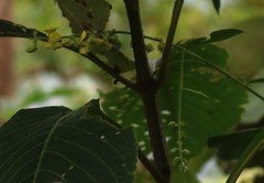 Crotalaria leptostachya