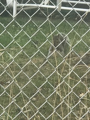 Sciurus carolinensis