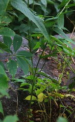 Crotalaria leptostachya
