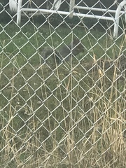 Sciurus carolinensis