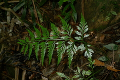 Asplenium subflexuosum
