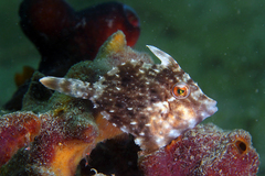 Pygmy Filefish photo 1
