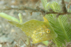 Pygmy Filefish photo 4