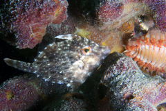 Pygmy Filefish photo 5
