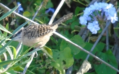 Campylorhynchus gularis