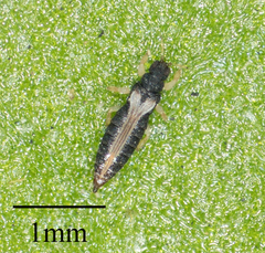 Heliothrips haemorrhoidalis