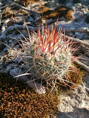 Echinofossulocactus ochoterenaus