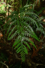 Asplenium subflexuosum
