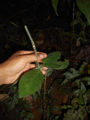 Justicia yurimaguensis