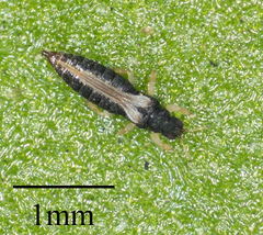 Heliothrips haemorrhoidalis
