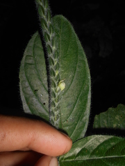 Justicia yurimaguensis