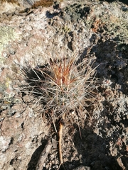 Echinofossulocactus ochoterenaus