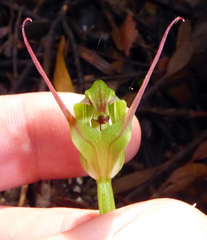 Pterostylis agathicola