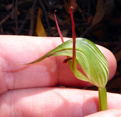 Pterostylis agathicola
