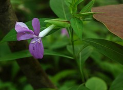 Barleria prattensis