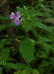 Barleria prattensis