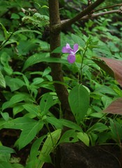 Barleria prattensis