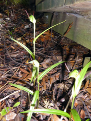 Pterostylis agathicola