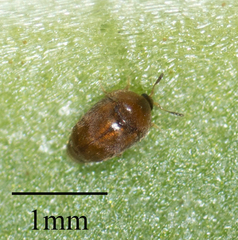 Sericoderus