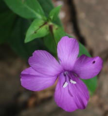 Barleria prattensis