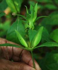 Barleria prattensis