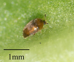Sericoderus