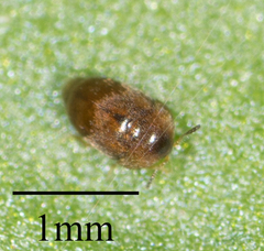 Sericoderus