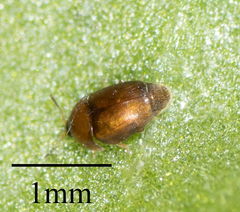 Sericoderus