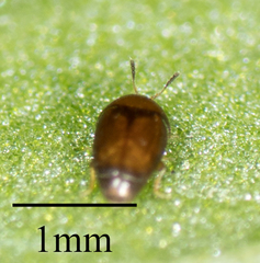 Sericoderus